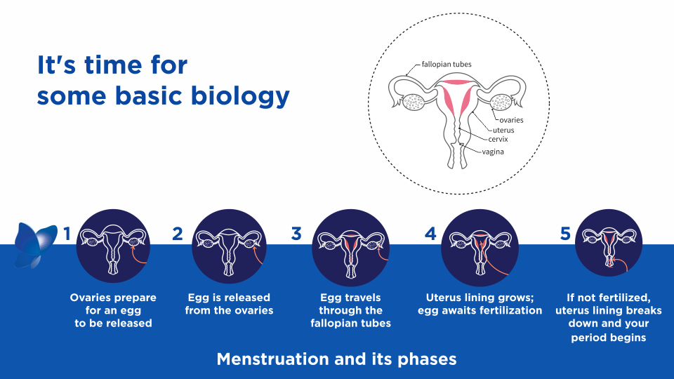 Menstruation Phases