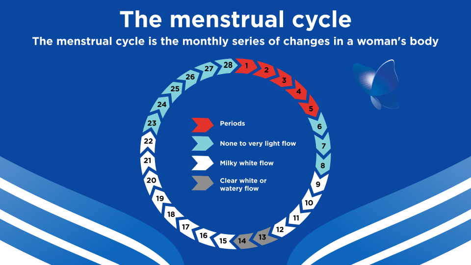 menstrual cycle 
